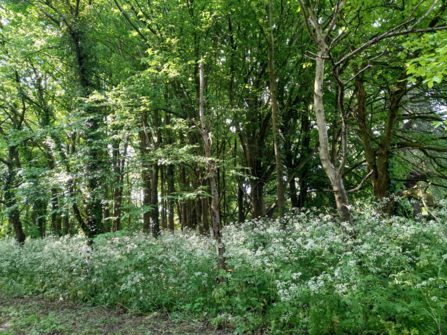 Dymocks Wood BS30 south-western corner with cow parsley