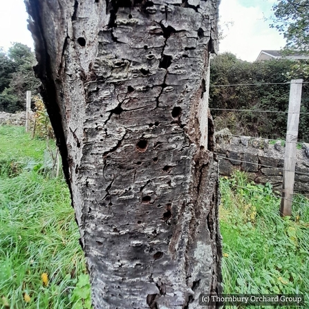 Thornbury Orchard Group old tree with holes for bee hotel