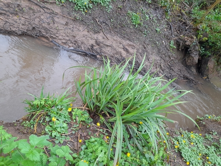 Thornbury Orchard Group river bank