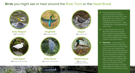 Trout in the Trym leaflet birds to spot page