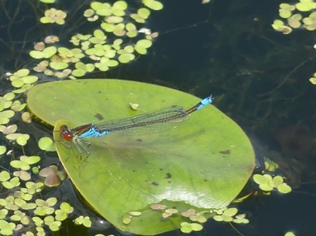 (Small Red-eyed Damselflies are seen floating on leaves or algae on the river.)