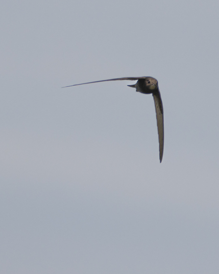 Swift In Flight 