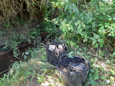 Trout in the Trym river clean litter