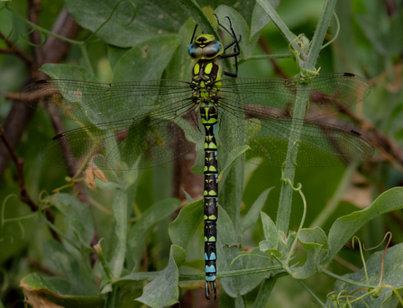 Community space in Bath Alice Park dragonfly