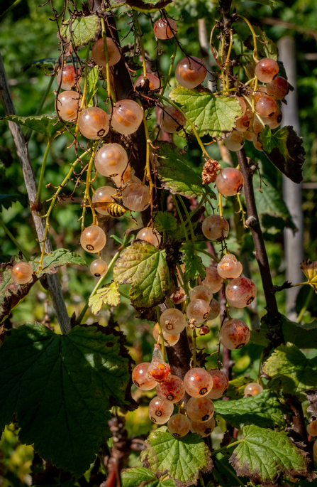 Wildlife friendly allotment plot in Bath