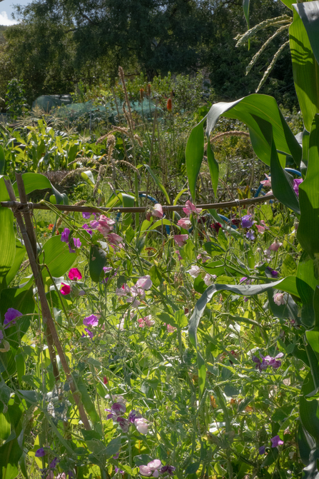 Wildlife friendly Allotment in Bath