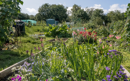 Moorfields Road Allotment plot