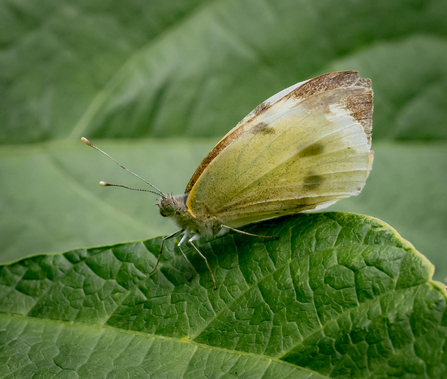 Wildlife friendly food growing garden butterfly