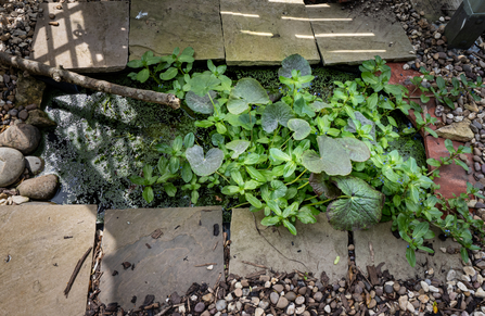 Wildlife friendly food growing garden