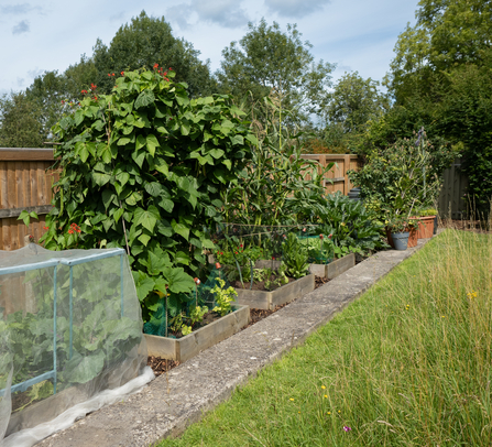 Food growing garden in Bath