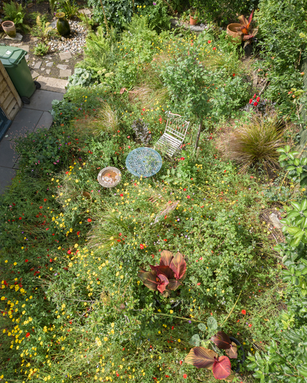 Wildflower meadow in BS9 garden