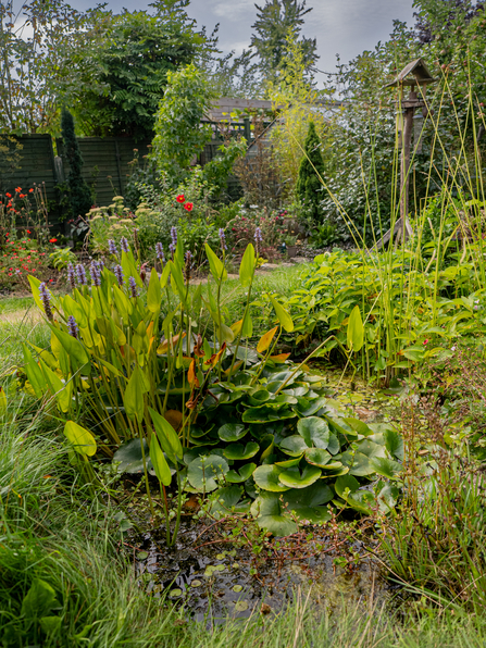 Individual wildlife garden in BS9 pond