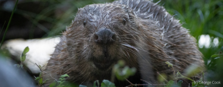 Beaver looking at the camera 