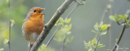 Singing Robin