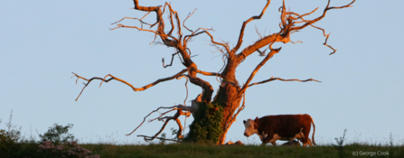Cow Yew Tree 