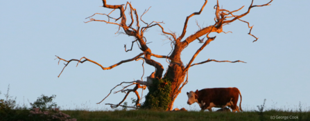 Cow Yew Tree