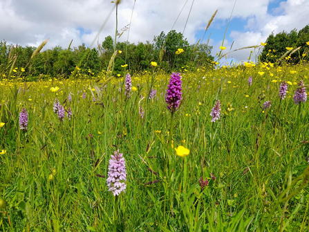 Orchids in meadow at Folly Farm