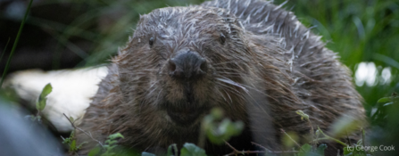 Beaver looking at the camera
