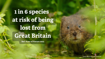 water vole next to fact of "1 in 6 species at risk of being lost from Great Britain" 
