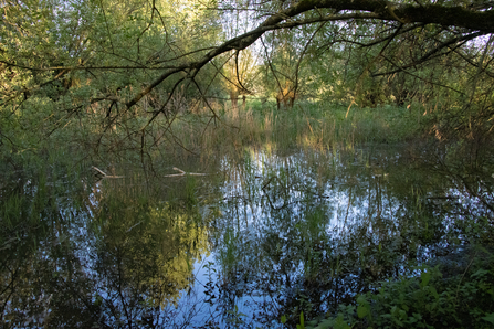 Oxbow Lake at Bathampton Meadow