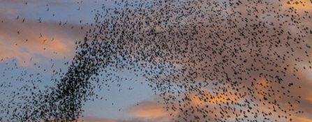 Starlings murmuration