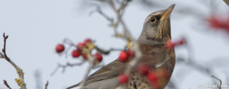 fieldfare in berries