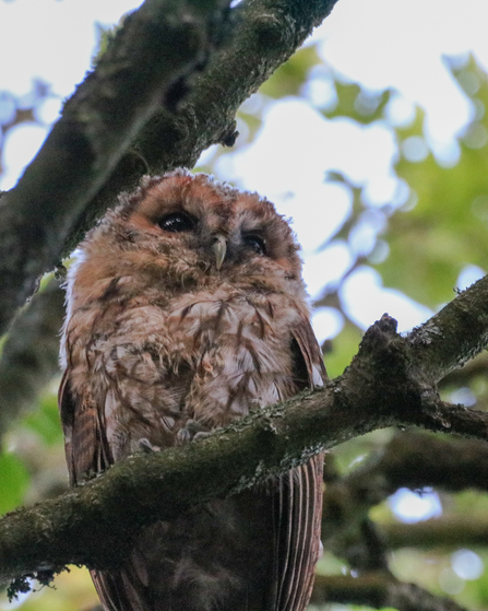 Tawny Owl