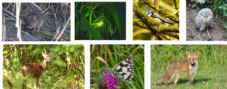 A selection of wildlife photos from various local residents including fox, blue tit, tawny owl chick, deer, glow worm and water vole