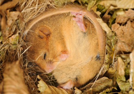 A hazel dormice fast asleep in some leaf litter 