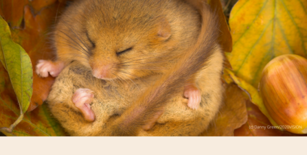 Sleeping dormouse with acorn