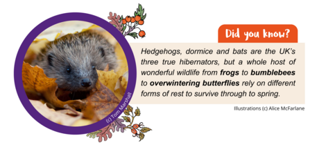 Hedgehog in autumn leaves (c) Tom Marshall