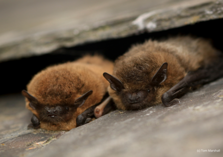 Two pipistrelle bats in their roost