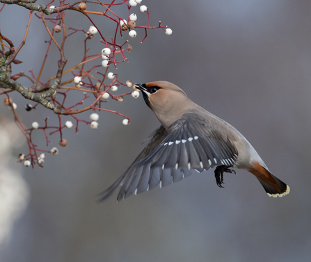  A waxwing in flight