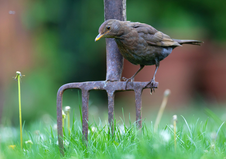 Blackbird on spade