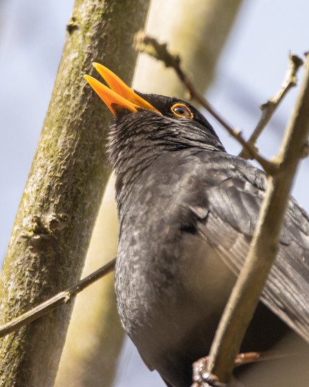 A male blackbird singing