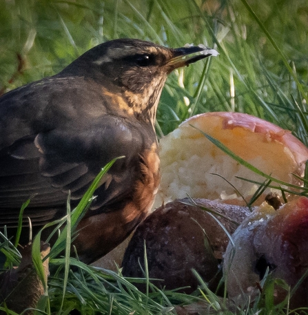 Redwing feeding on windfall apples 