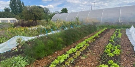 food growing at Grow Wilder 