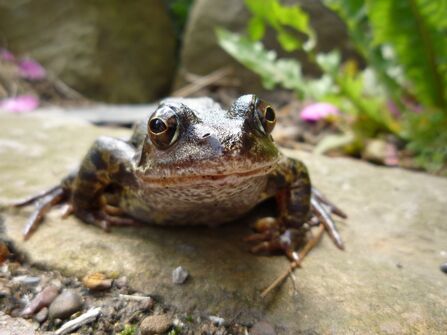 Common Frog C. Stu Bown