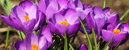 Crocus in flower