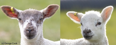 Two young lambs 