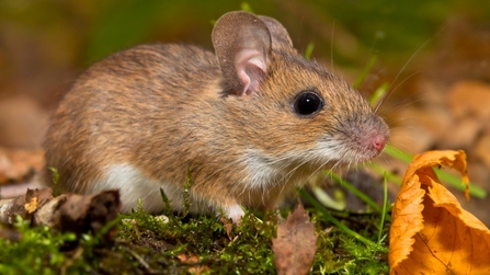 Yellow necked mouse