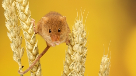 Harvest mouse