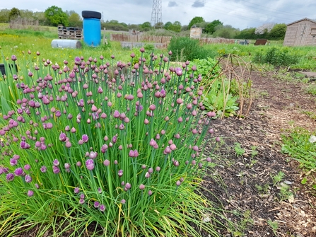 Frome Valley Growing Project beds