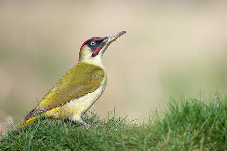 Green woodpecker