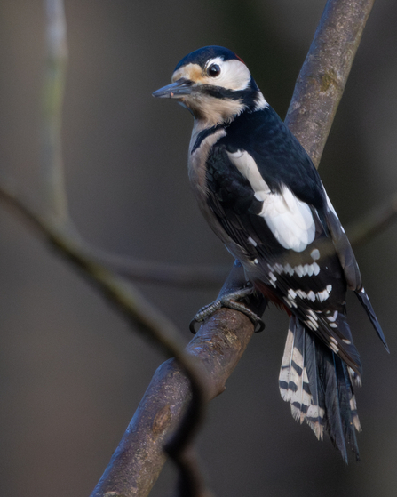 Great spotted woodpecker