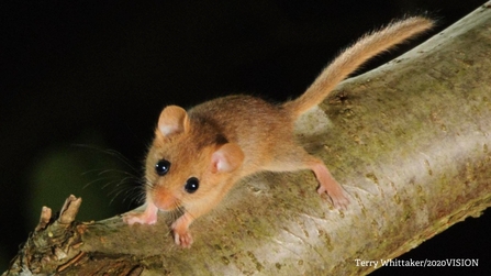 Dormouse on branch