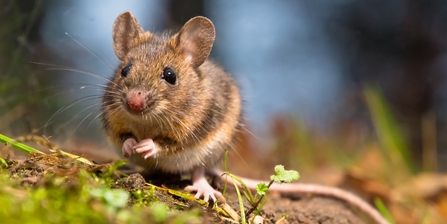 Wood Mouse