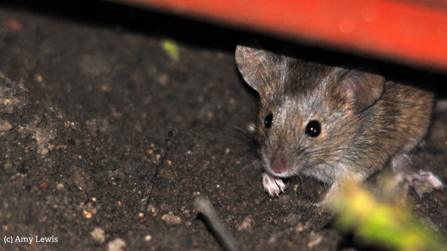 Mouse poking out it's head