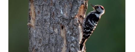 lesser spotted woodpecker