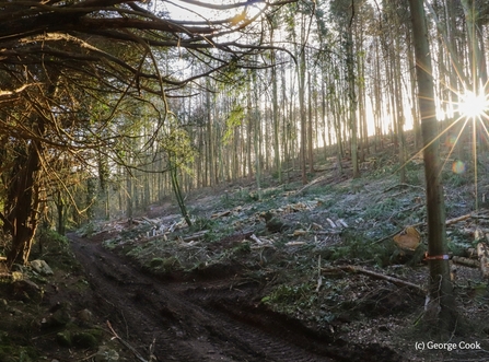 Light shining through the trees at Goblin Combe